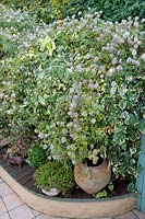 Courtyard screen planted with climbers including Clematis tangutica (Golden clematis) and variegated Hedera sp (ivy)
