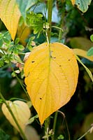 Cornus sp (dogwood) yellow leaf with Tropaeolum speciosum (Flame nasturtium) autumn foliage