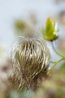 Clematis tangutica (Golden clematis) seed head