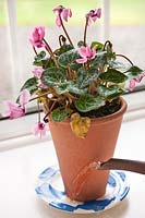 Watering a wilting Cyclamen midi persicum from the bottom of the pot