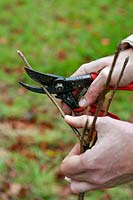 Male gardener pruning back a newly planted apple tree sapling in late autumn using secateurs