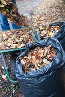 Gardener dropping raked autumn leaves into a wheelbarrow