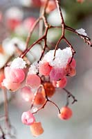 Close up of Sorbus sp (rowan) pink berries covered with snow in winter
