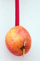 Ripe apple hung on red ribbon to feed wild birds