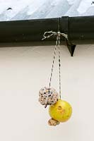 Yellow apple & suet fat ball hung together as bird feeders in winter