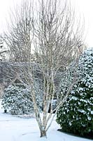 Bare branched Betula (birch) tree in snow covered garden