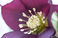 Helleborus cv (Hillier Garden Hybrid) Burgundy