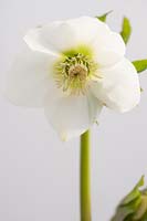 Helleborus cv (Hillier Garden Hybrid) Clear White