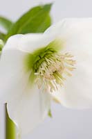 Helleborus cv (Hillier Garden Hybrid) Clear White