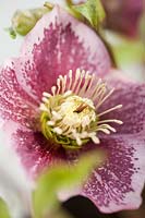 Helleborus cv (Hillier Garden Hybrid) pink spotted