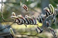 Salix chaenomeloides catkins