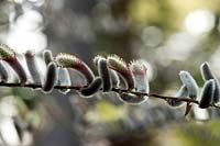 Salix chaenomeloides, catkins
