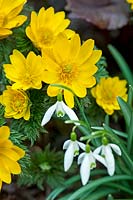 Adonis amurensis ‘Fukujukai’ & Galanthus sp (snowdrop)