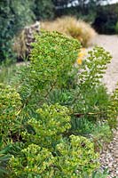 Euphorbia characias ssp. wulfenii (spurge) in a gravel border