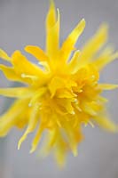 Narcissus 'Rip van Winkle' (Div 4, Double Hybrid daffodil)