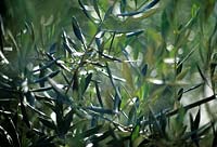 Olea europea Olive tree Blue green silver foliage
