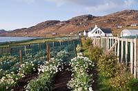 Croft 16 daffodil nursery, Poolewe, Wester Ross, Scotland owned by Duncan and Kate Donald