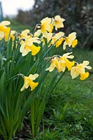 Clump of Narcissus 'Emperor' (Div 1 Trumpet hybrid daffodils)