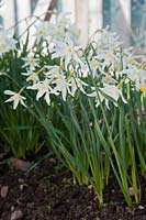 Clump of Narcissus 'Amabilis' (Div 3 Small-Cupped Hybrid daffodil) at Croft 16 daffodils, Wester Ross, Scotland