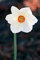 Narcissus 'Horace' (Div 9, Poeticus daffodil)