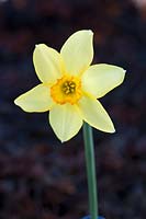 Narcissus (Barrii) 'Conspicuus' (Div. 3 Small-Cupped Hybrid daffodil)