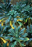 Black Tuscan Cabbage Brassica oleracea