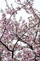 Prunus 'Hokusai' (Cherry 'Hokusai') pink blossom