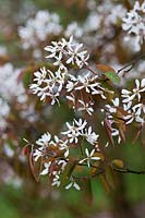 Amelanchier laevis (Snowy mespilus, Allegheny serviceberry) white blossoms