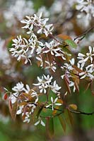 Amelanchier laevis (Snowy mespilus, Allegheny serviceberry) white blossom