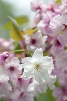 Prunus 'Matsumae Shizuka' (Japanese flowering cherry) blossom