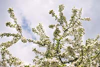 Malus sieboldii (Toringo crabapple, Siebold's crabapple) blossom