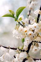Halesia tetraptera (Snowdrop shrub) blossom