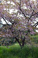 Prunus lannesiana 'Beni Tahanistiki' (flowering cherry) pink blossom