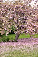 Prunus 'Kanzan' (cherry 'Kanzan') blossom (syn. Prunus serrulata 'Kanzan' and Prunus 'Sekiyama')