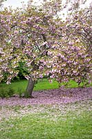 Prunus 'Kanzan' (cherry 'Kanzan') blossom (syn. Prunus serrulata 'Kanzan' and Prunus 'Sekiyama')