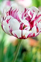Tulipa 'Carnaval de Nice'
