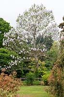 Paulownia tomentosa (Foxglove tree) in full flower
