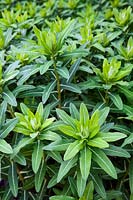 Euphorbia cornigera 'Goldener Turm' (spurge)