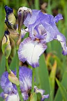 Iris 'Dancer's Veil' (Tall Bearded & Intermediate Bearded iris)