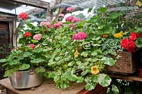 Greenhouse with containers including Pelargoniums and Tropaeolum majus 'Alaska Series' (nasturiums)
