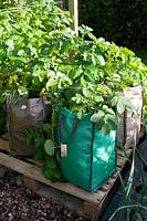 Potato plants growing in canvas bags
