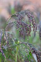 Panicum violaceum(purple fountain grass)