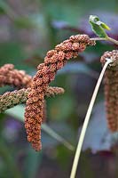 Setaria italica 'Highlander' (Foxtail millet)