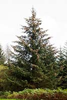 Picea abies (Norway spruce)
