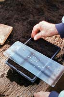 Sowing Tomato seeds in compost tray