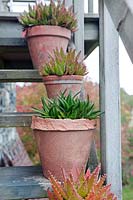 Aloes in terracotta pots on steps