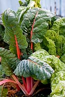 Beta vulgaris 'Bright Lights' (Swiss chard 'Bright Lights') covered with frost