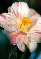Camellia japonica Anita