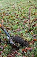 Step one planting Malus 'Harry Baker' (Crab apple). Cutting turf circle for hole & lifting turf with spade.
