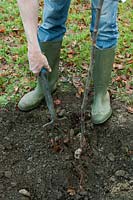 Step seven for planting Malus 'Harry Baker' (Crab apple).  Spreading the topsoil & compost mix over tree roots using a fork